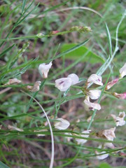 Lathyrus lanszwertii