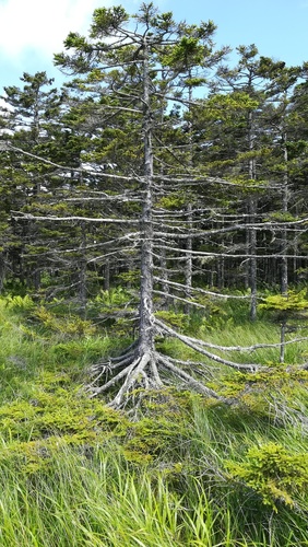 Picea glehnii iNat (2)