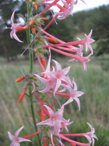 Ipomopsis aggregata ssp. collina