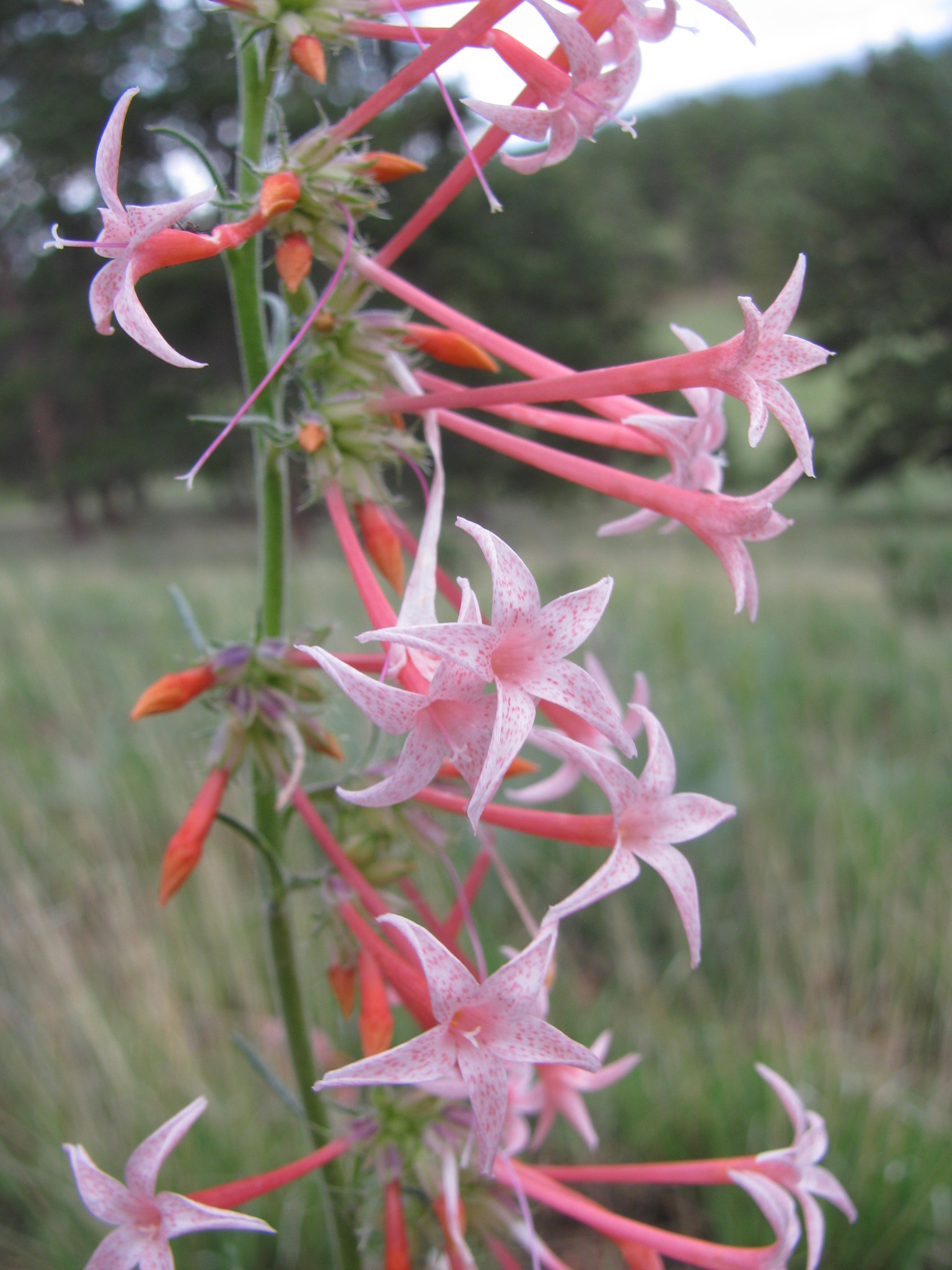 Ipomopsis aggregata ssp. collina