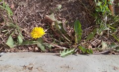 Taraxacum officinale