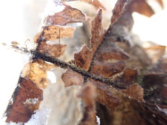 Phegopteris connectilis