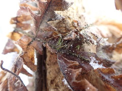 Phegopteris connectilis