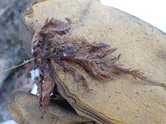 Phegopteris connectilis