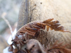 Phegopteris connectilis
