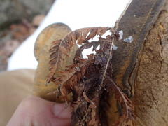 Phegopteris connectilis