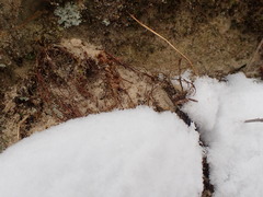 Phegopteris connectilis