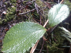 Macrolearia colensoi