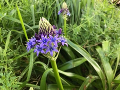 Scilla peruviana
