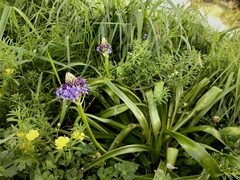 Scilla peruviana