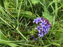 Scilla peruviana