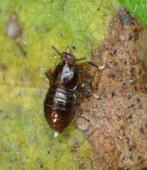 Pissonotus marginatus
