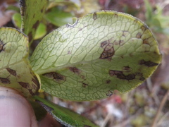 Coprosma serrulata