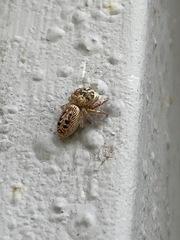 Opisthoncus nigrofemoratus