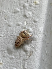 Opisthoncus nigrofemoratus