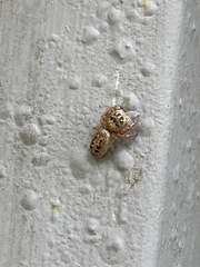 Opisthoncus nigrofemoratus