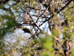 Rhynchospiza strigiceps