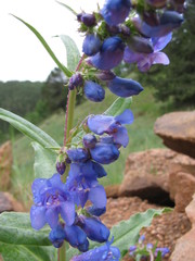 Penstemon glaber alpinus