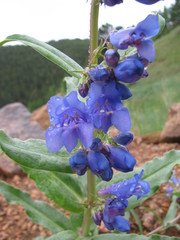 Penstemon glaber alpinus