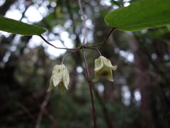 Clematis henryi