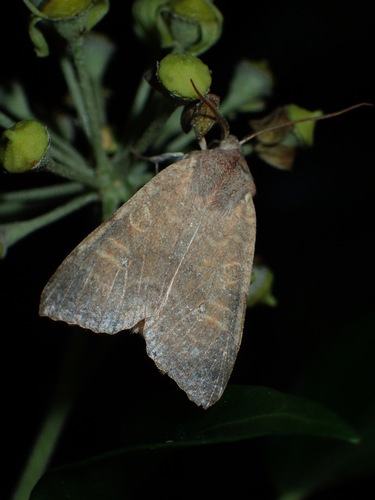Pale-lemon Sallow