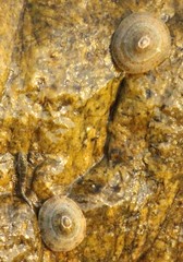 Cellana testudinaria