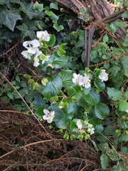 Begonia semperflorens-cultorum