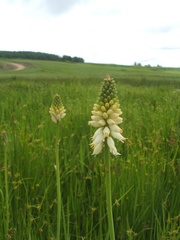 Kniphofia breviflora