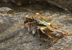 Grapsus albolineatus
