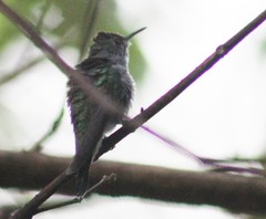 Chlorostilbon assimilis