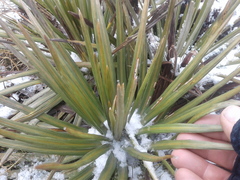 Celmisia armstrongii