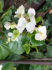 Begonia semperflorens-cultorum