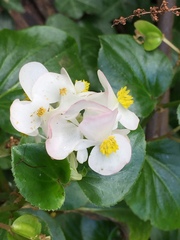 Begonia semperflorens-cultorum