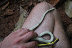 Dendrophidion percarinatum