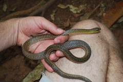 Dendrophidion percarinatum