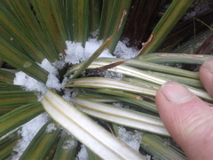 Celmisia armstrongii