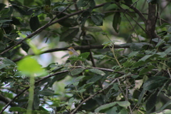 Piranga roseogularis