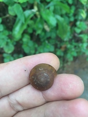 Dyakiidae