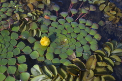 Ludwigia sedoides