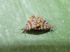 Ornarantia ophiodesma