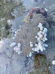 Eudistoma elongatum