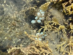 Eudistoma elongatum