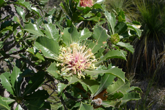 Banksia ilicifolia
