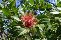 Banksia ilicifolia