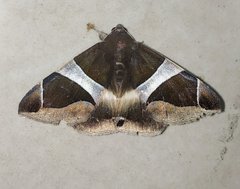 Bastilla crameri