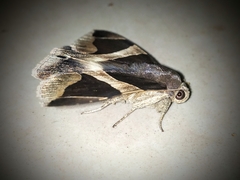 Bastilla crameri