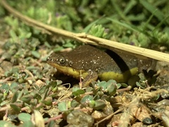 Elachistocleis bicolor
