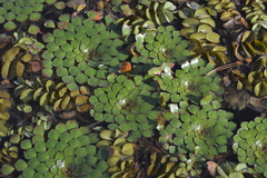 Ludwigia sedoides