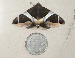Bastilla crameri