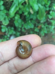 Dyakiidae